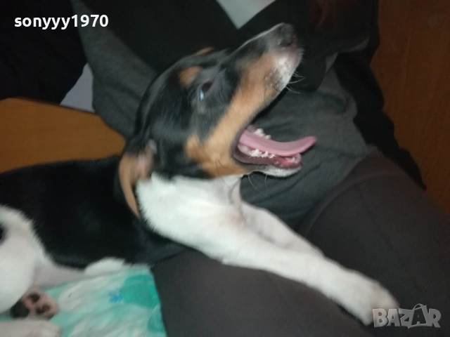 АЗ СЪМ КИКИ ОТ ВИДИН-ДЖАК НА 3 МЕСЕЦА-ВАШЕТО КОЛЕДНО КУТРЕ 3011251706, снимка 7 - Джак ръсел териер - 52594050
