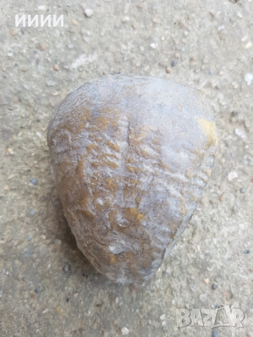 Зъб от динозавър / мамут