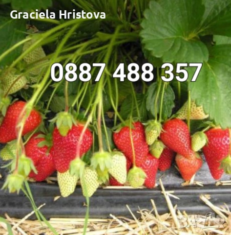 Продавам качествен разсад ягоди тел 0887 488 357 , снимка 12 - Градински цветя и растения - 53465590