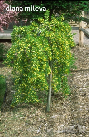 Карагана плачеща, Caragana arborescens pendula, снимка 2 - Градински цветя и растения - 52922912