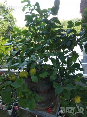 Облагородени лимонови дръвчета , снимка 2 - Стайни растения - 37988771