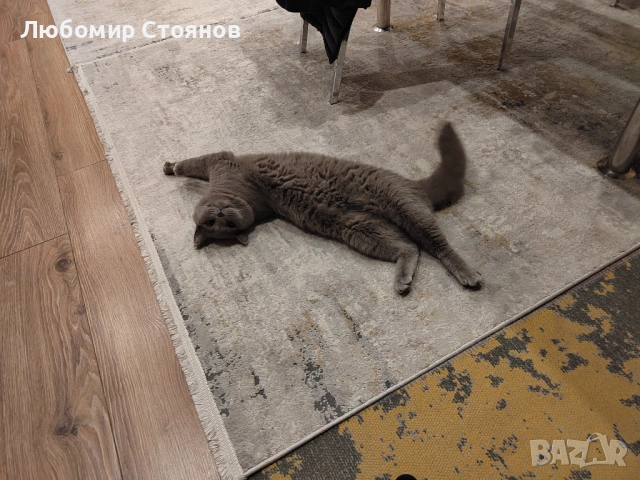 Британец за разплод , снимка 8 - Британска късокосместа - 53433473