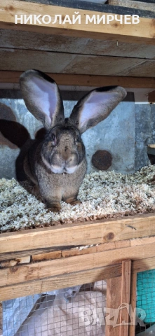 Белгийски великани, снимка 17 - Други животни - 36530605