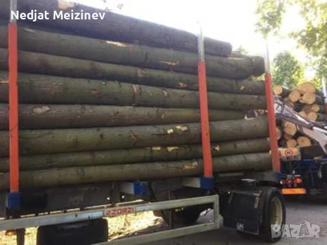 Пауловния фиданки , снимка 6 - Градински цветя и растения - 51841534