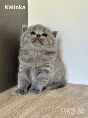 Чистокръвни сини британчета, снимка 4 - Британска късокосместа - 49778535