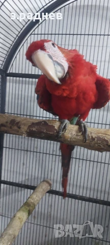 Бебета ара руби на 5 месеца