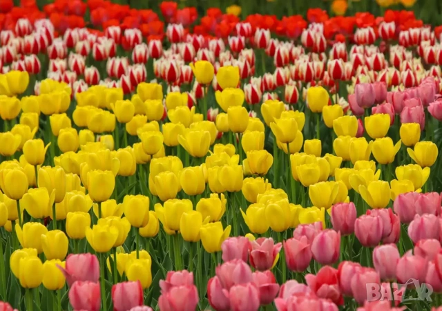 луковици на лалета, снимка 2 - Сортови семена и луковици - 53456755