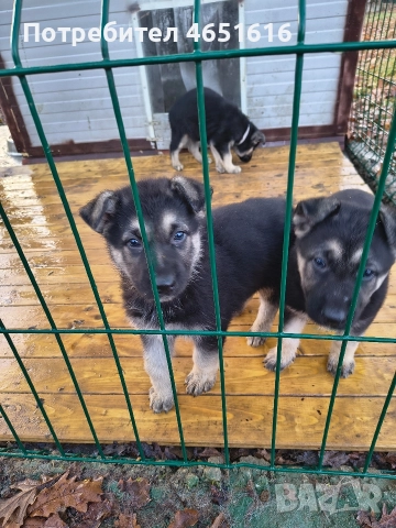 Източноевропейска овчарка, снимка 8 - Други - 52432078