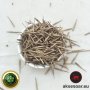 100 Семена от бамбук Moso-Bamboo красиво растение за вашата градина, за декорация , снимка 14