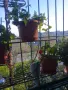 Цветарник,ковано желязо на няколко нива,грундиран и боядисан , снимка 8