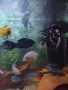 Продавам рибки , снимка 2