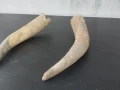 Чифт биволски рога , снимка 5