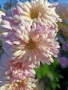 💜🌿🩷 Високостеблени хризантеми , снимка 10