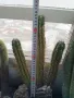 Кактуси Сан Педро, снимка 7