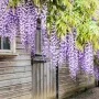 Вистерия -Глициния, снимка 3