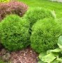 Кълбовидна Туя  - западна Даника / Thuja occidentalis Danica, снимка 2