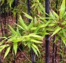 100 бр бамбукови семена от черен бамбук Black Bamboo растение декорация за двора и градината, снимка 10