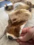 естествена кожа с косъм , снимка 8