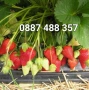 Продавам качествен разсад ягоди тел 0887 488 357 , снимка 12