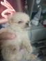 Продавам померани , снимка 3