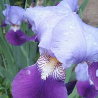 Ирис градинска ружа 💥, снимка 1 - Градински цветя и растения - 12143690