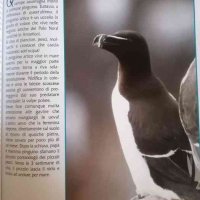 La mia prima enciclopedia degli Animali, снимка 3 - Енциклопедии, справочници - 39694471