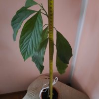 Авокадо (Persea americana), снимка 3 - Стайни растения - 39802418