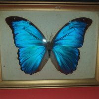 Пеперуда в рамка N2, снимка 3 - Антикварни и старинни предмети - 42977275