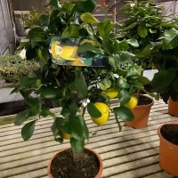   Лимон Лимонови дръвчета ,лимон дръвче цена, снимка 7 - Градински цветя и растения - 36625824
