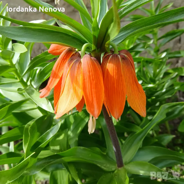 Фритилария(ходжово лале), снимка 1