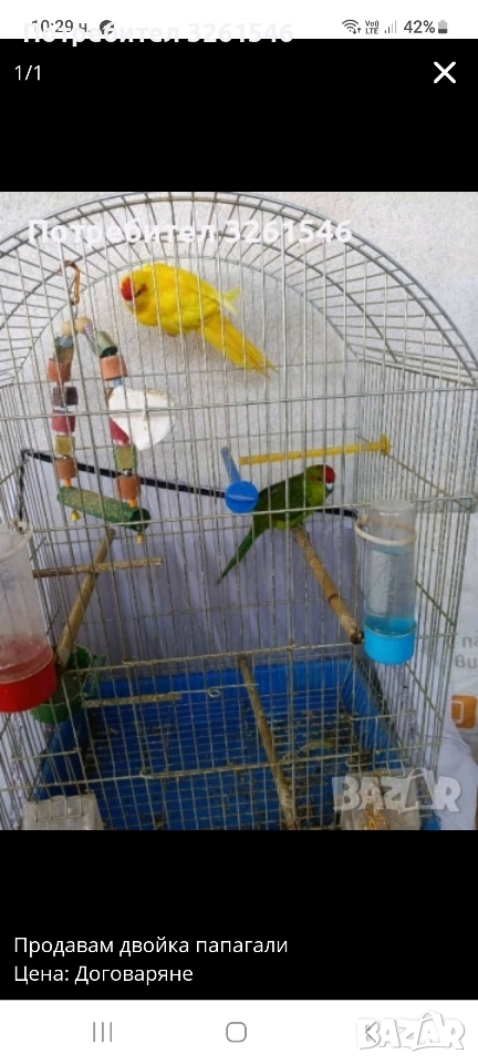 Продавам двойка папагали с клетката , снимка 1