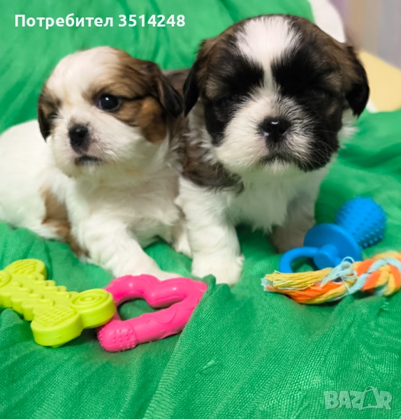 Ши тцу, снимка 1