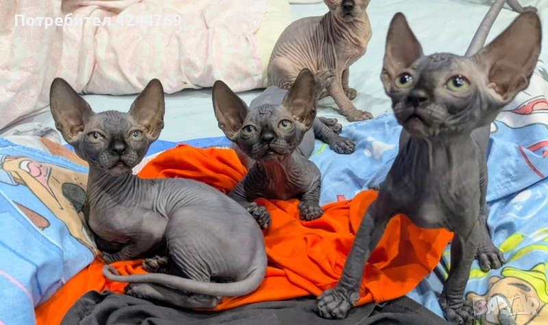 Канадски сфинкс , снимка 1