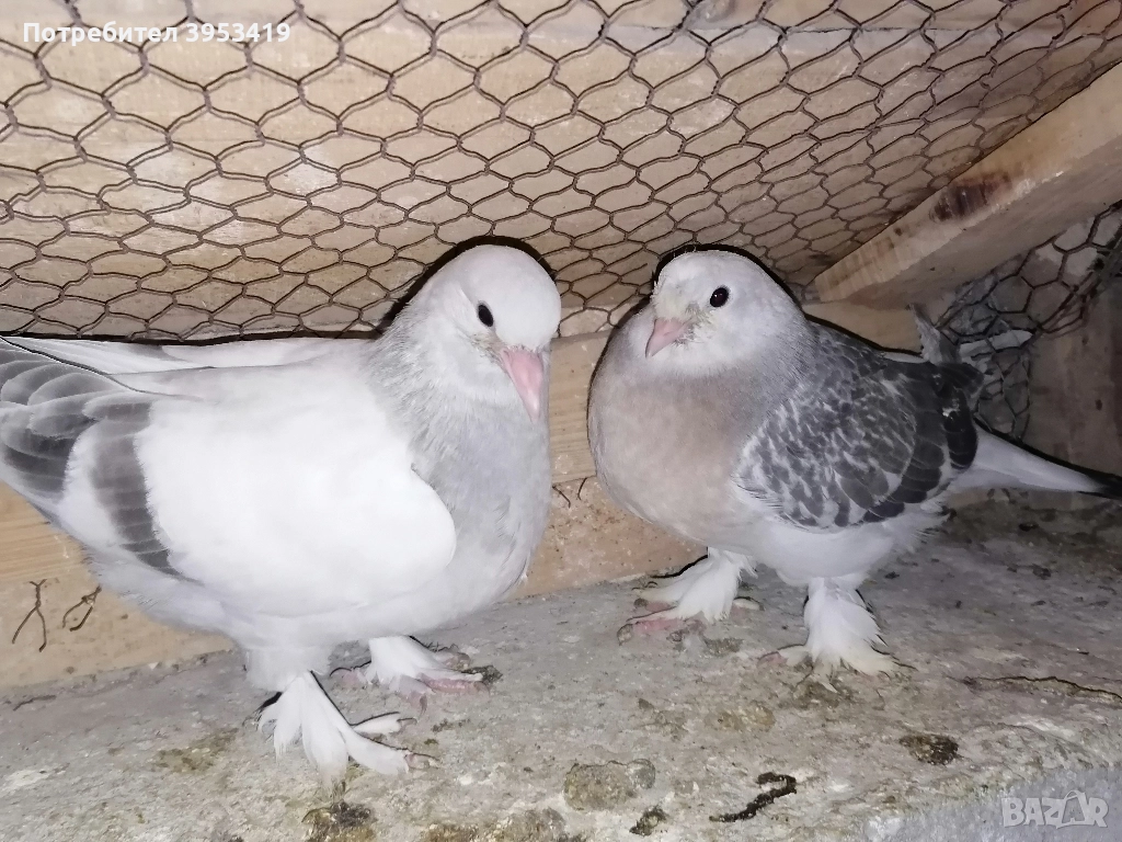 мардини , снимка 1