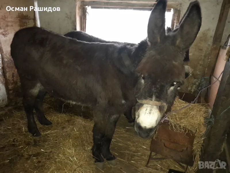 Продавам женско Магаре, със каруцата и амуниция , снимка 1