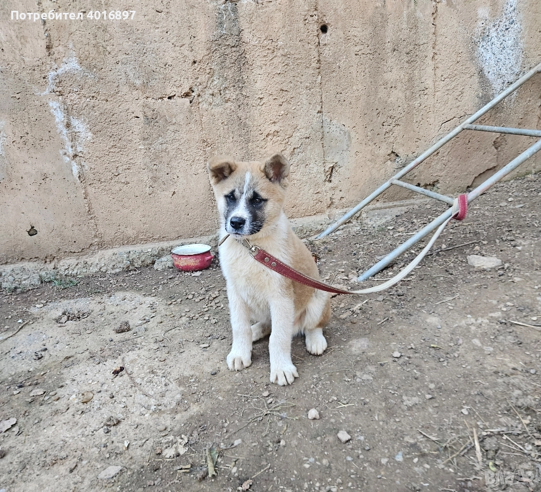 Акита, снимка 1