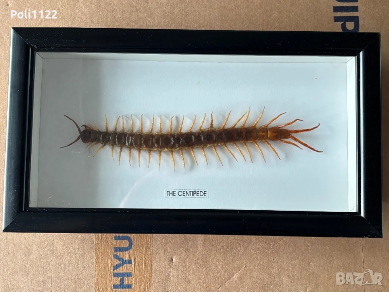 Рамкирана препарирана стоножка, снимка 1