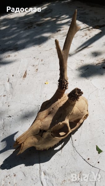 Продавам ловен трофей глава на сръднак с един рог, снимка 1
