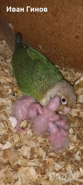 Продавам папагали. , снимка 1