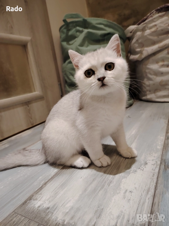 Чистокръвна Сребърна Чинчила, снимка 1