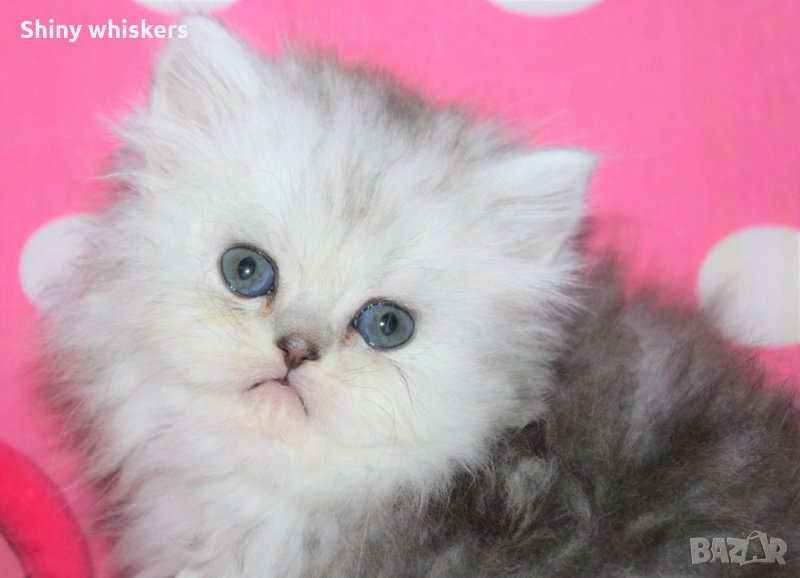 Сребърна чинчила  /  Persian cat, снимка 1