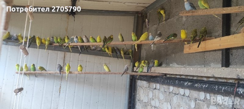Вълнисти папагали, снимка 1