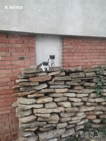 Продавам плочи, снимка 1