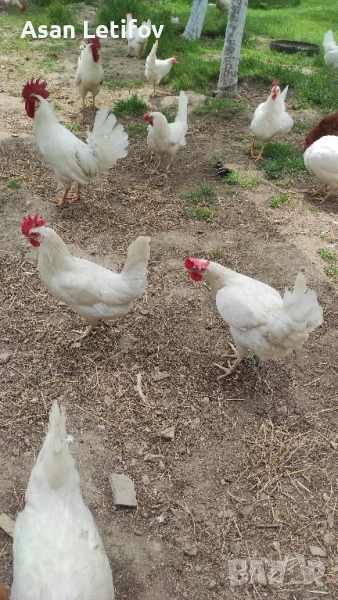 Оплодени яйца от БЯЛ ЛЕГХОРН , снимка 1