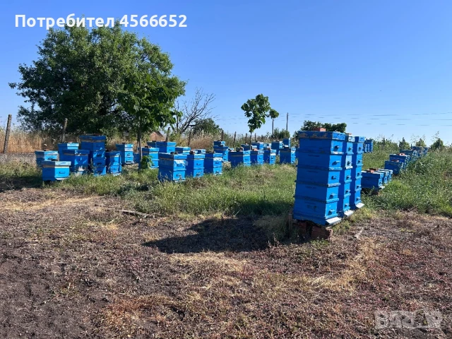 Пчелни кошери, снимка 1