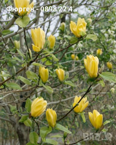 Жълта Магнолия - Златна мечта, снимка 5 - Разсади - 40614371