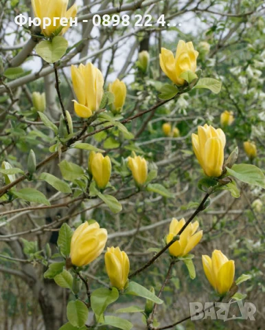 Жълта Магнолия - Златна мечта Студоустойчива, снимка 4 - Разсади - 50794528