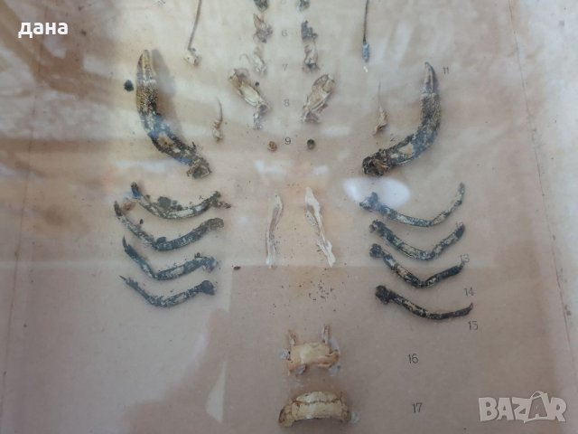 Разчленен речен рак , снимка 3 - Други ценни предмети - 33483927