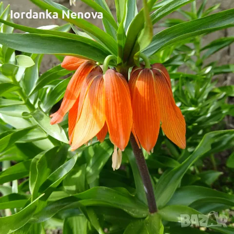 Фритилария(ходжово лале)