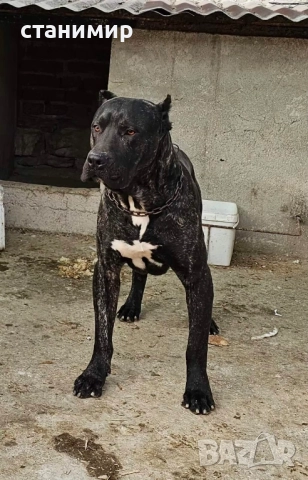 Преса Канарио / Дого Канарио , снимка 5 - Други - 41585132